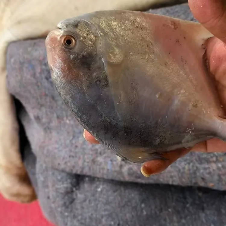 船鲜 吕四小鲳鱼 家庭版 顺丰包邮