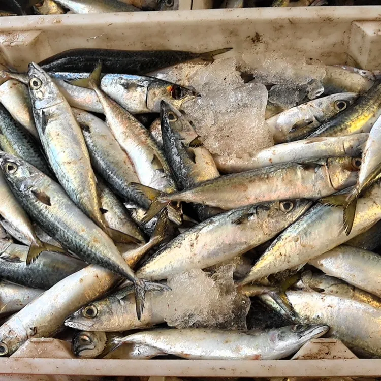 船鲜吕四油桶鱼  10斤装