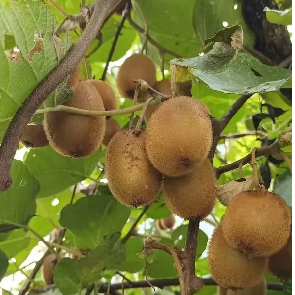 光雾山高山野生猕猴桃五斤装包邮（嫌小勿拍）