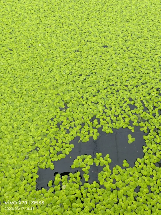 紫背圆叶浮萍浮萍