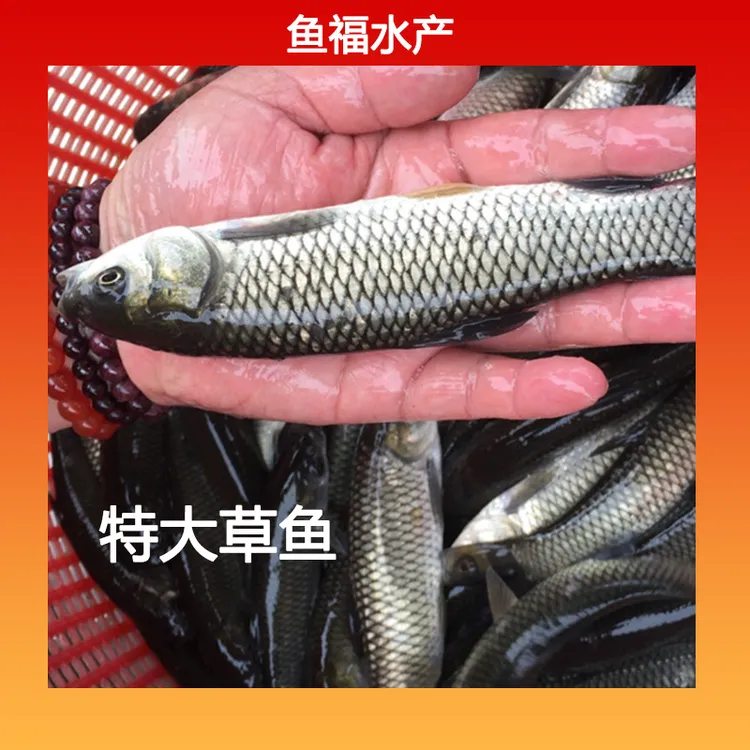 大草鱼淡水养殖食用活体小鱼草鲩特大号活皖鱼