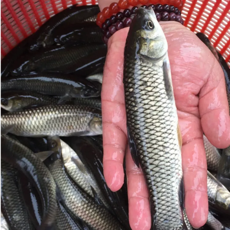 大草鱼淡水养殖食用特大鲜活便宜脆肉草鱼