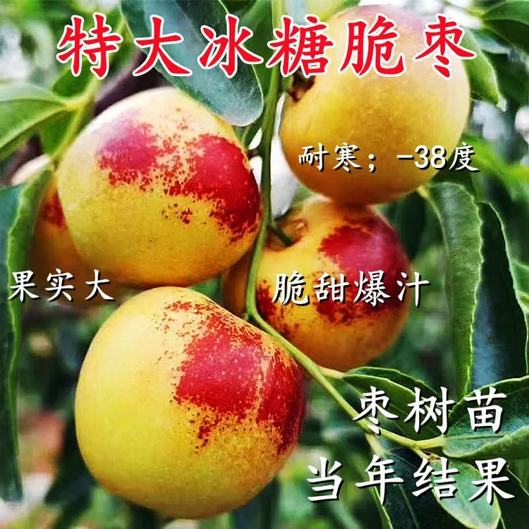 无核冰糖枣树苗耐寒冬枣苗红枣盆栽地栽大果南方北方种植当年结果