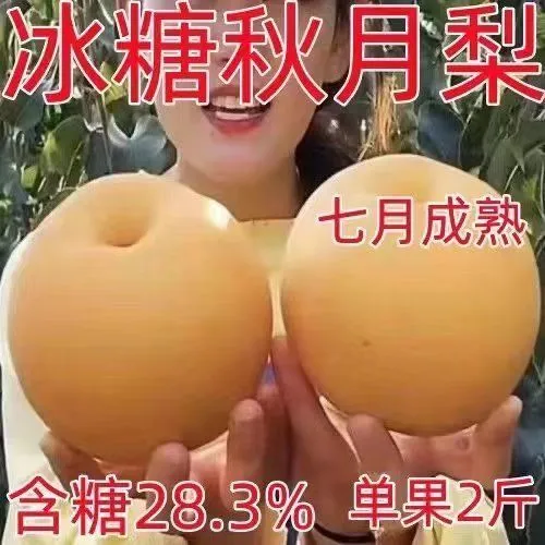 梨树苗正宗秋月梨皇冠特大耐寒新品南北方种植盆栽地栽嫁接果树苗