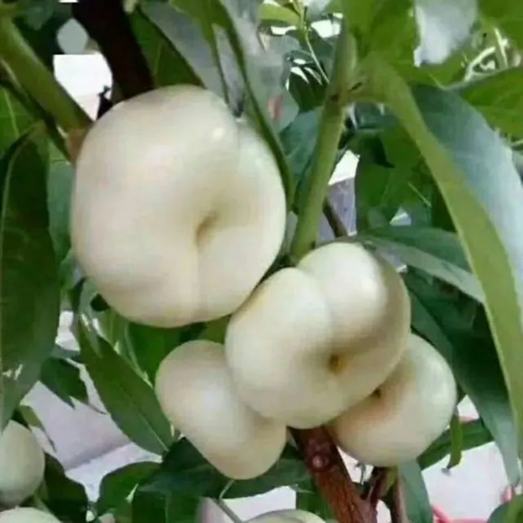 奶油白蟠桃树苗嫁接蟠桃苗盆栽地栽南北方种植果树苗当年结果树苗