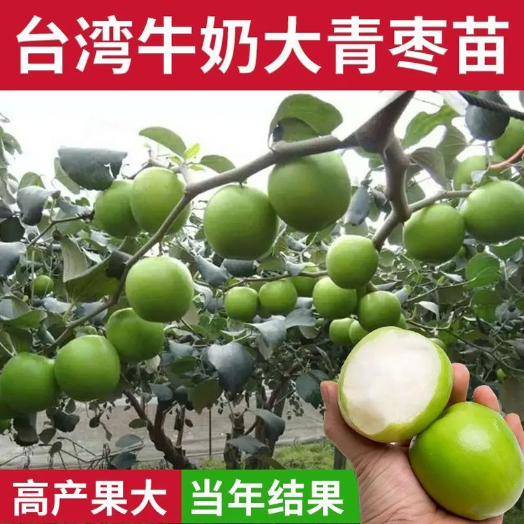 台湾大青枣树苗红枣枣牛奶枣特大嫁接果树水果苗盆栽南北水果树苗
