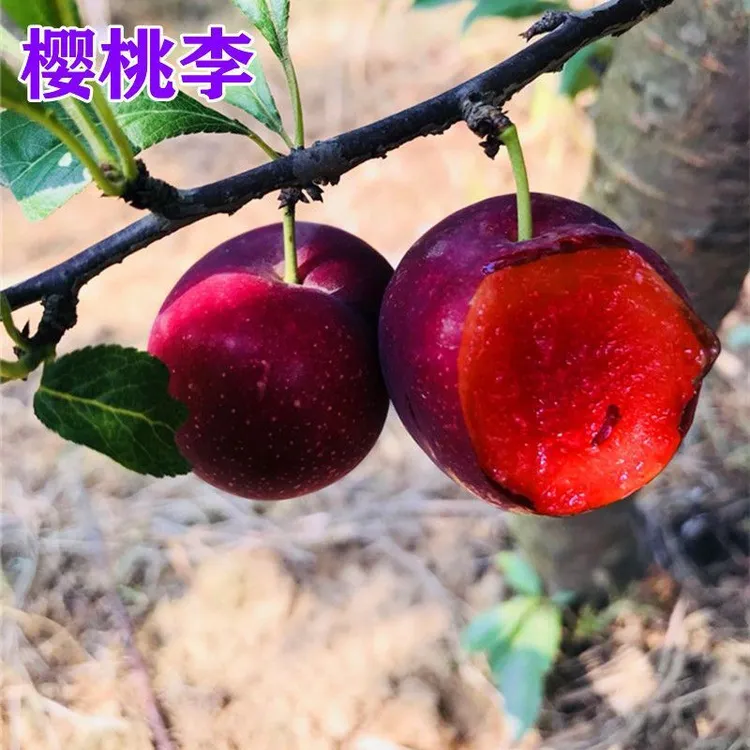 樱桃李子树苗李子树苗南方北方种植地栽盆栽