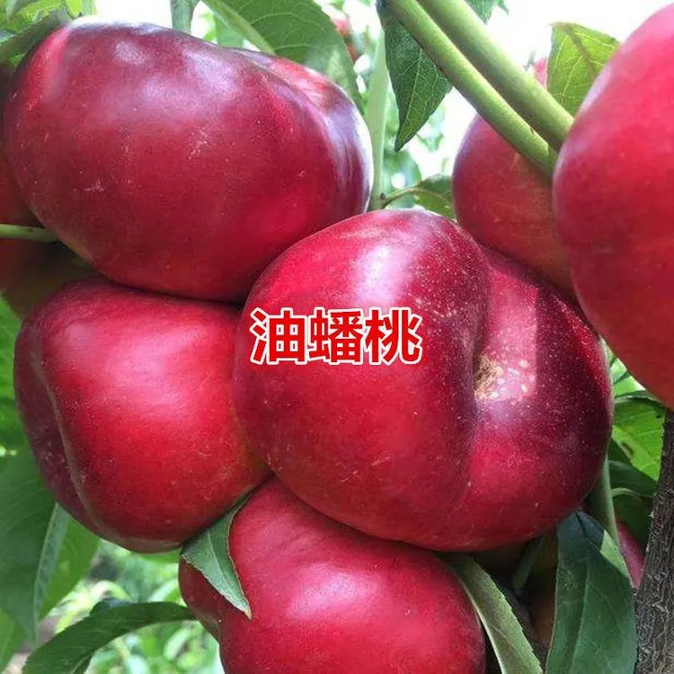 红油蟠桃苗 油蟠桃树苗 嫁接早熟果树苗南北方地栽盆栽苗当年结果