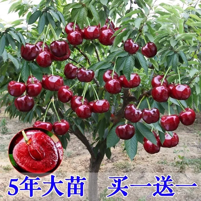 车厘子树苗樱桃树苖南方北方室内室外种植果树矮化樱桃树大樱桃苗