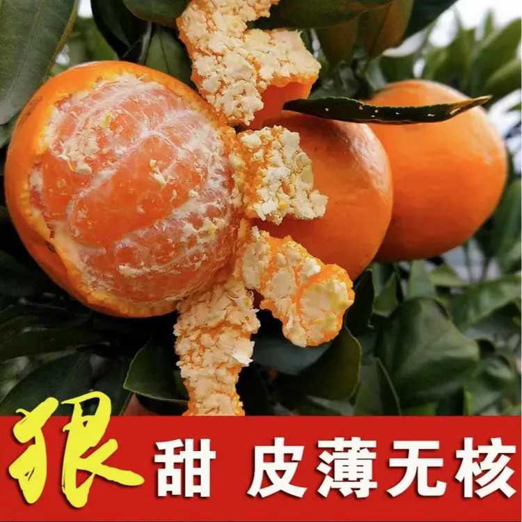 【砂糖橘树苗 】广西砂糖橘苗庭院植物盆栽地栽四季种植果树苗
