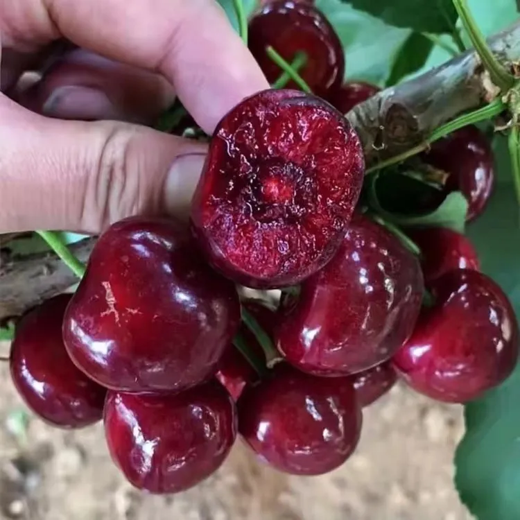 【车厘子树苗】正宗樱桃苗盆栽地栽南方北方种植阳台庭院樱桃果树苗