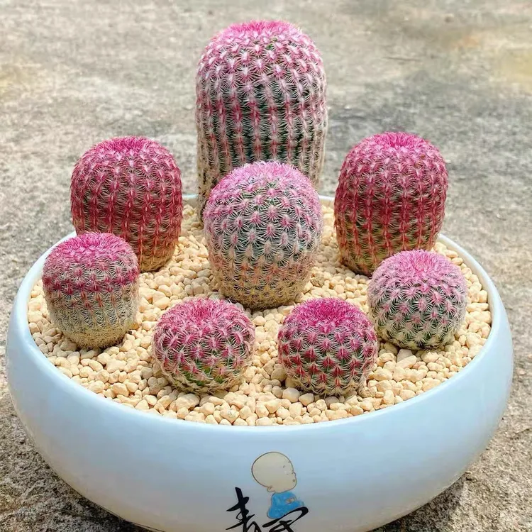 仙人球 一物一拍下单包邮偏远6省除外