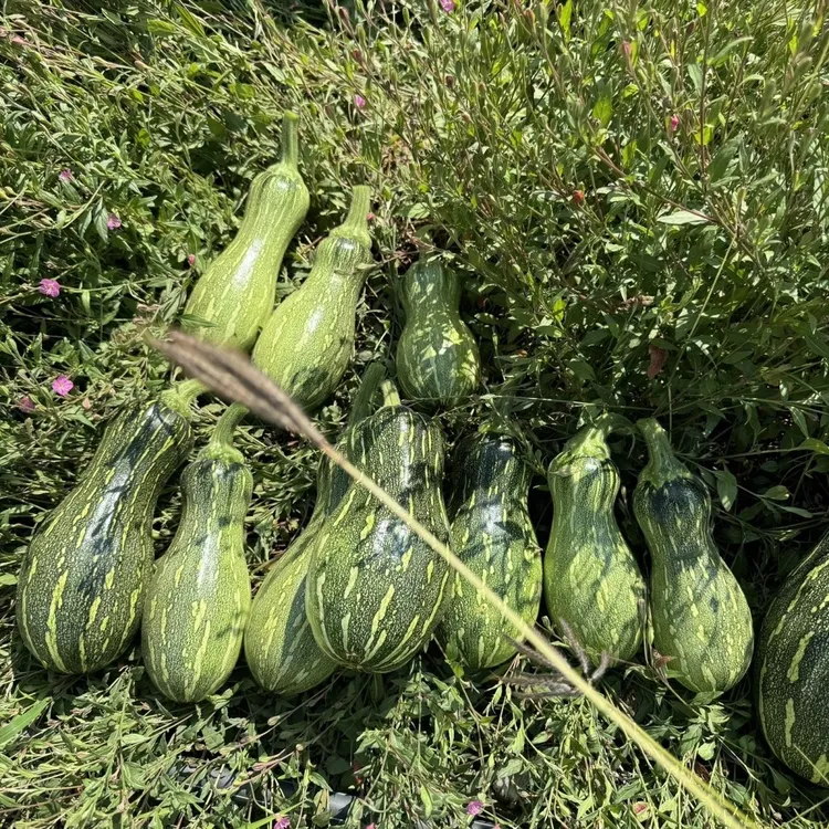 嫩南瓜新鲜农家自种新鲜小南瓜青南瓜花皮黑皮嫩窝瓜整箱现摘现发