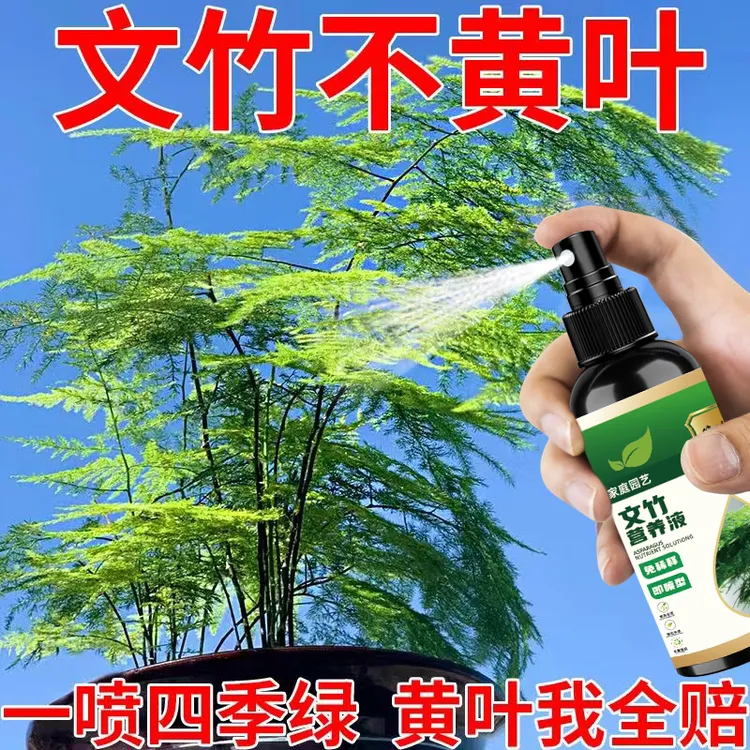 【叶常绿】文竹营养液专用肥叶子发黄一喷绿专治黄叶落叶干尖枯瘦