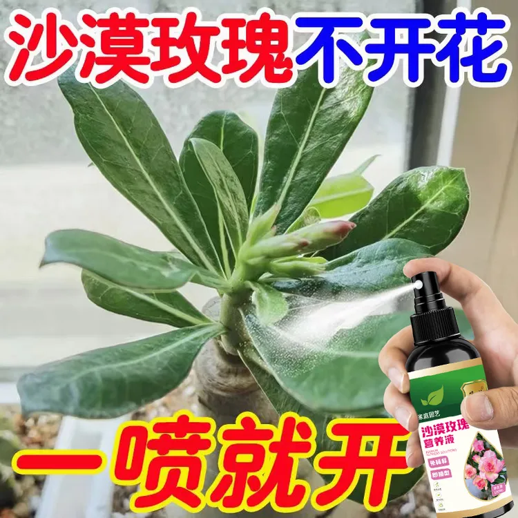 【月月开花】沙漠玫瑰营养液黄叶干尖不开花花开不败专用肥料