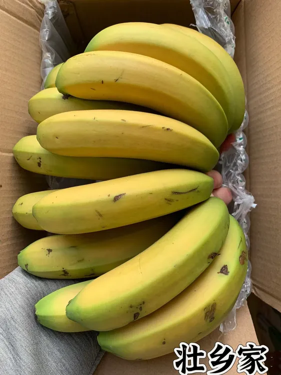 香蕉新鲜广西农家批发种植大香蕉当季新鲜水果现砍现发整箱包邮