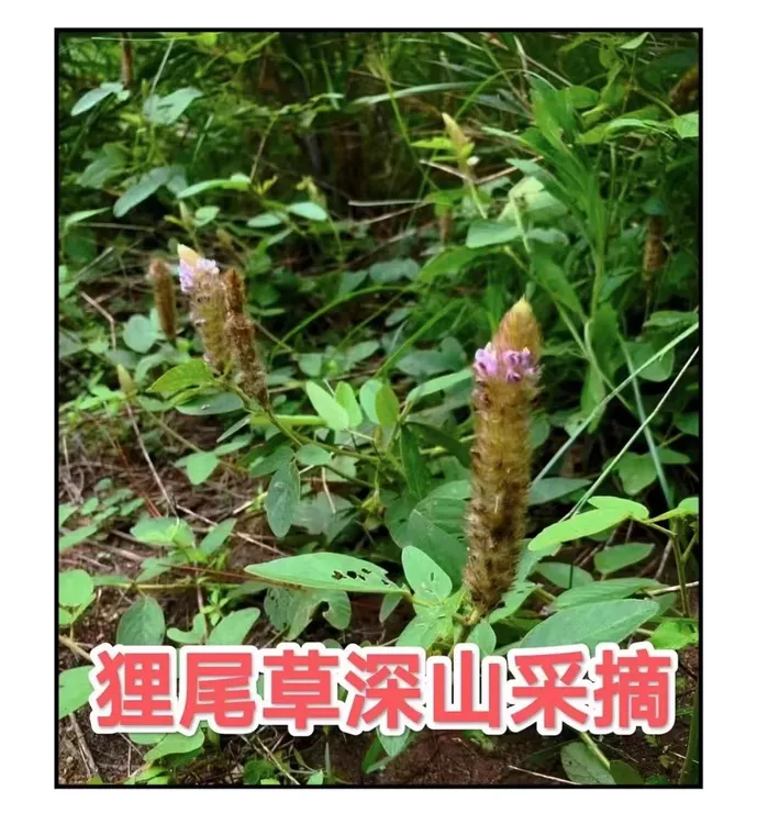 【狸尾草】本地野货狸尾草250g狸菜叶 自采晒干