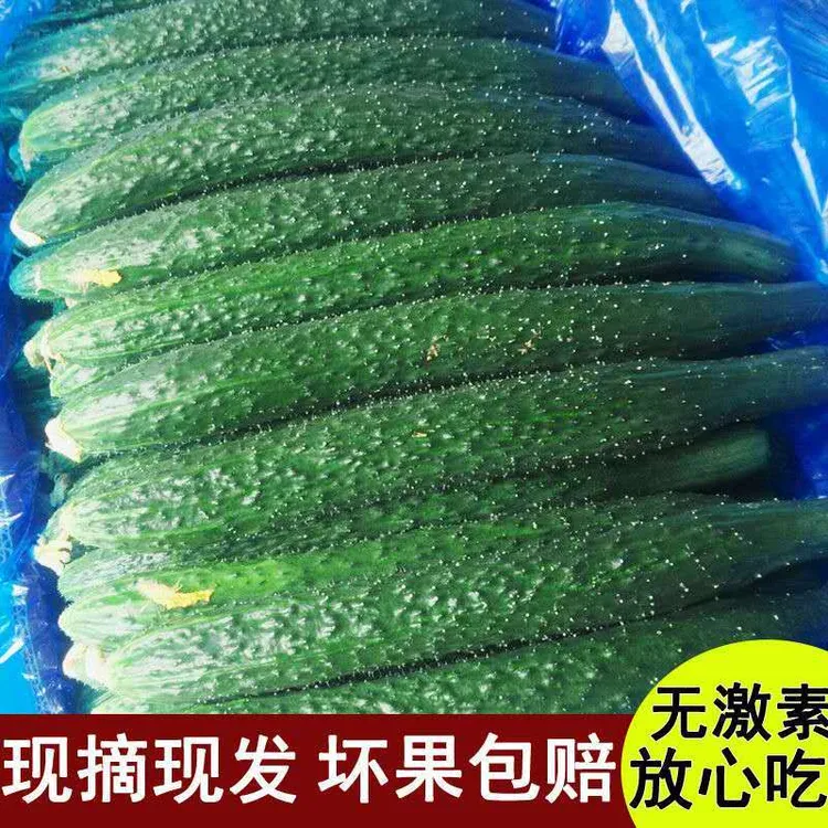 新鲜黄瓜现摘带刺青瓜绿芯生吃农家自种应季蔬菜3-9斤一整箱