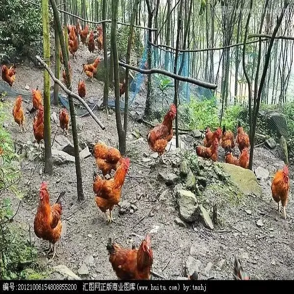 散养土鸡农家走地鸡大公鸡整只4.5-5.5斤