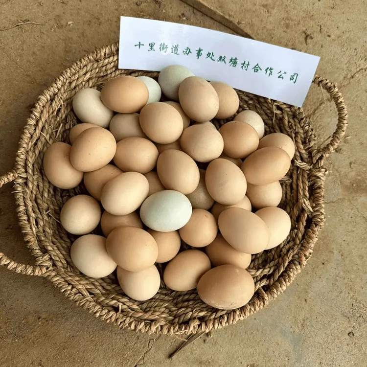 双塘屋前屋后放养土鸡蛋