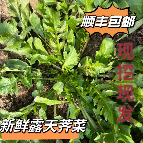 【顺丰包邮】2025新鲜包邮荠菜现挖荠荠菜水饺馄饨馅