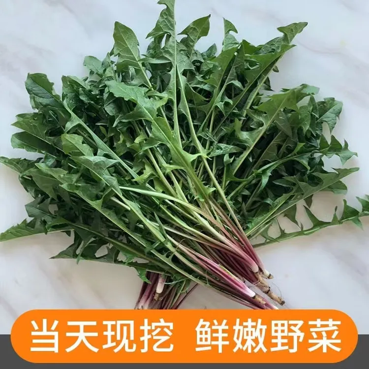 （粉丝专享）河南特产露天新鲜蒲公英婆婆丁现挖现发黄花地丁野菜