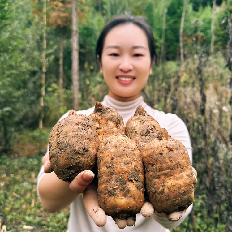 农词云南昭通小草坝天麻500g产地天麻新鲜正宗昭通天麻种植营养
