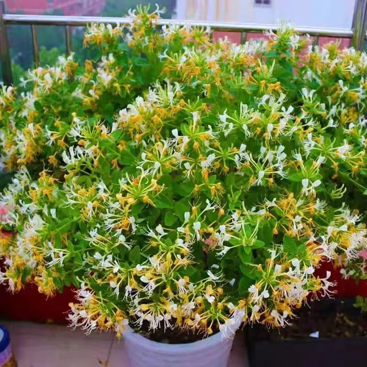 精品棒棒糖型多色四季金银花盆栽地栽阳台庭院耐寒耐旱植物