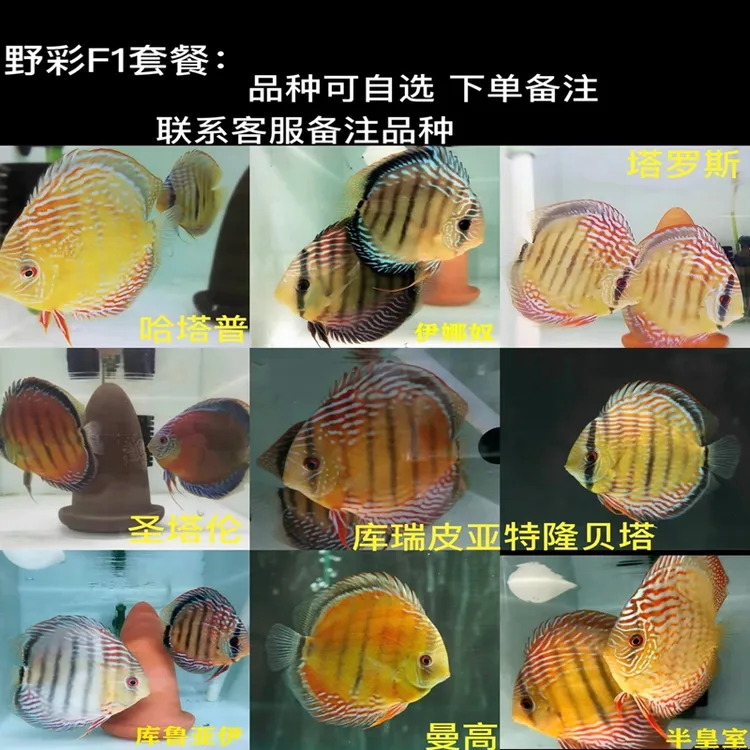 高品质热带观赏鱼七彩神仙野彩天子蓝红妃黄金财神老虎狗套餐包邮