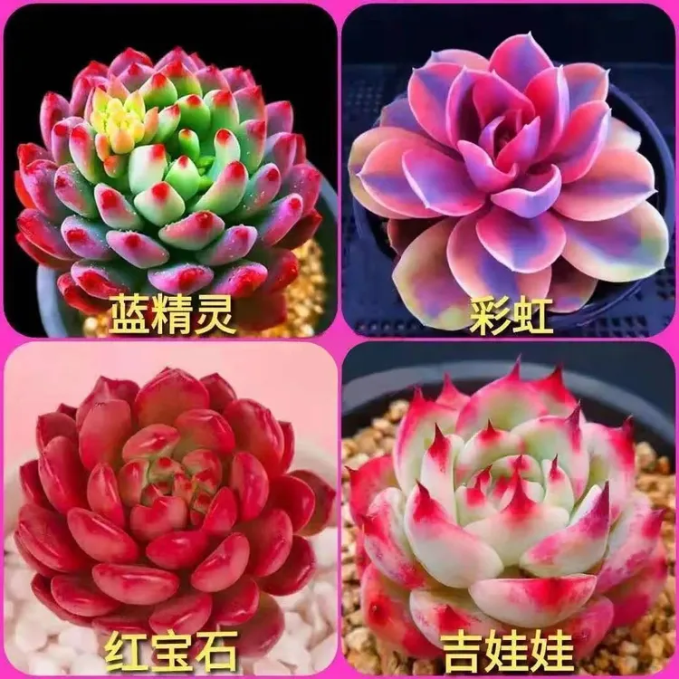 彩虹多肉植物新手肉办公室好养活可爱组合盆栽 绿植 花卉盆栽
