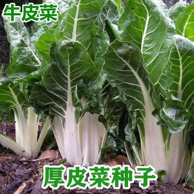 春不老白梗牛皮菜种子高产厚皮甜菜种子根达菜种籽春秋蔬菜种子