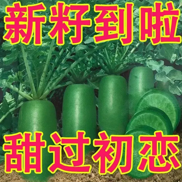 冰糖水果萝卜籽生吃脆甜农家蔬菜四季播种耐热绿萝卜籽