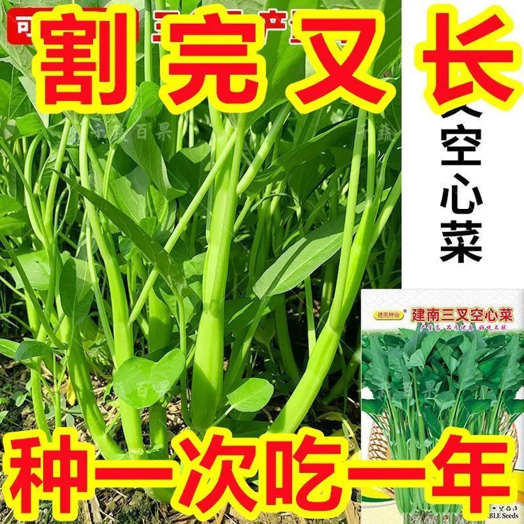 大叶三叉高产空心菜种籽子大田农家庭院四季青菜种子蔬菜种孑籽种