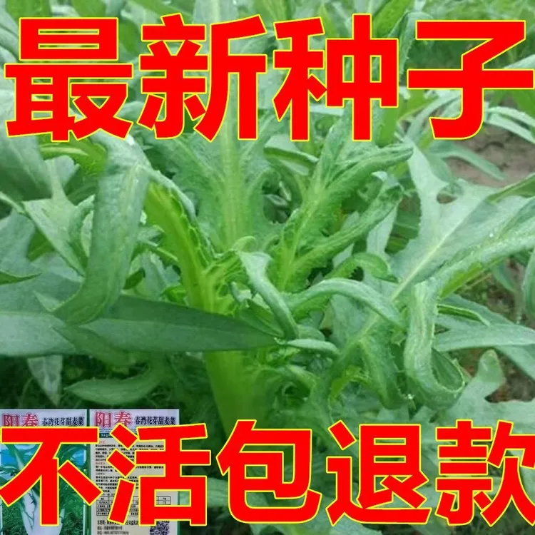 花芽甜麦菜菜籽油麦菜大芽甜麦菜子四季可播阳台盆栽荞麦新鲜种子
