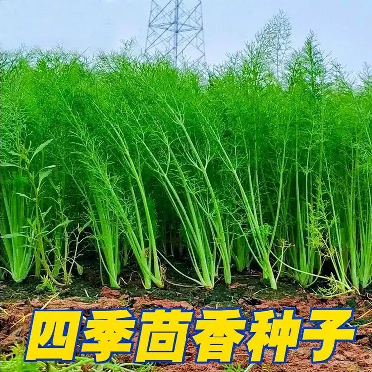 割茬茴香种子春季秋季多次采收小茴香种子四季易种有机蔬菜种子