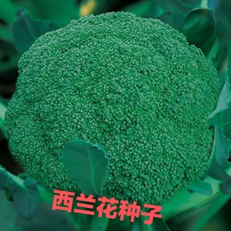 西兰花种子四季播蔬菜种子绿霸王西兰花种子花椰菜种子花菜籽