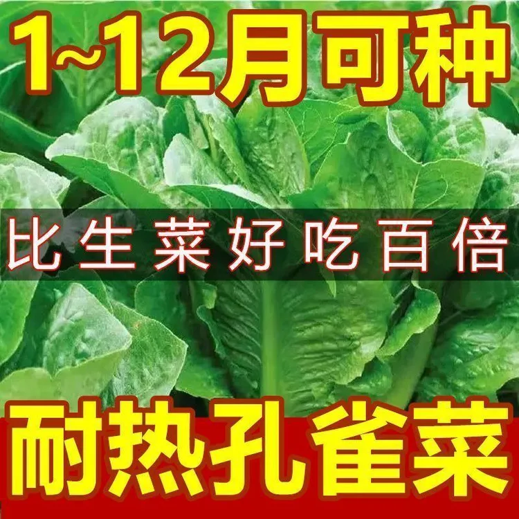 耐热孔雀菜种子四季种可生吃高营养直立生菜种子田园盆栽沙拉生菜