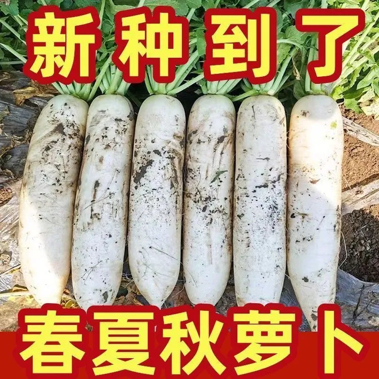 今年新种有机夏季萝卜种子耐高温四季萝卜种子白萝卜早熟高产种子