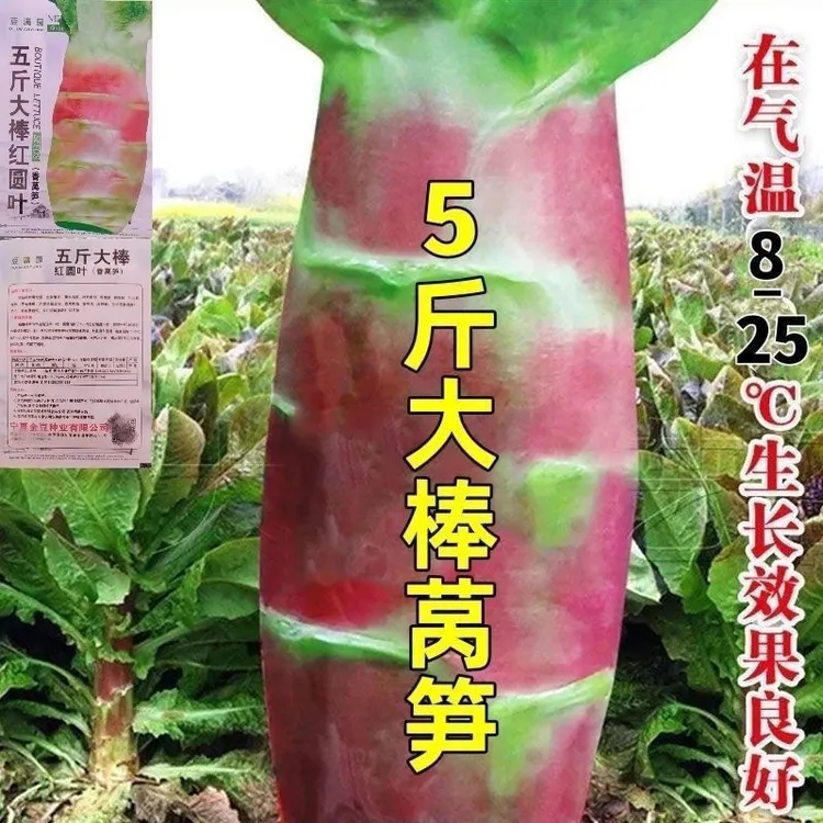红皮绿肉香莴笋种子特大高产适合秋冬季播农家蔬菜种子