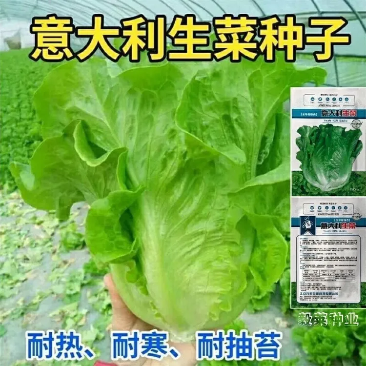 意大利生菜种子耐抽苔种籽阳台专用四季播蔬菜可生吃有机生菜种籽