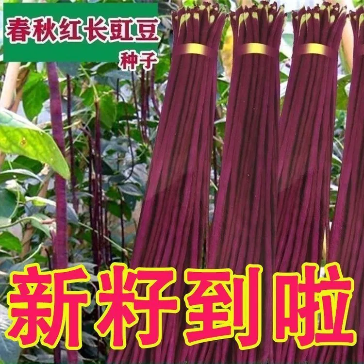 春秋红豇豆种籽特长紫红豆角种孑高产早熟四季播耐热抗病豇豆种子