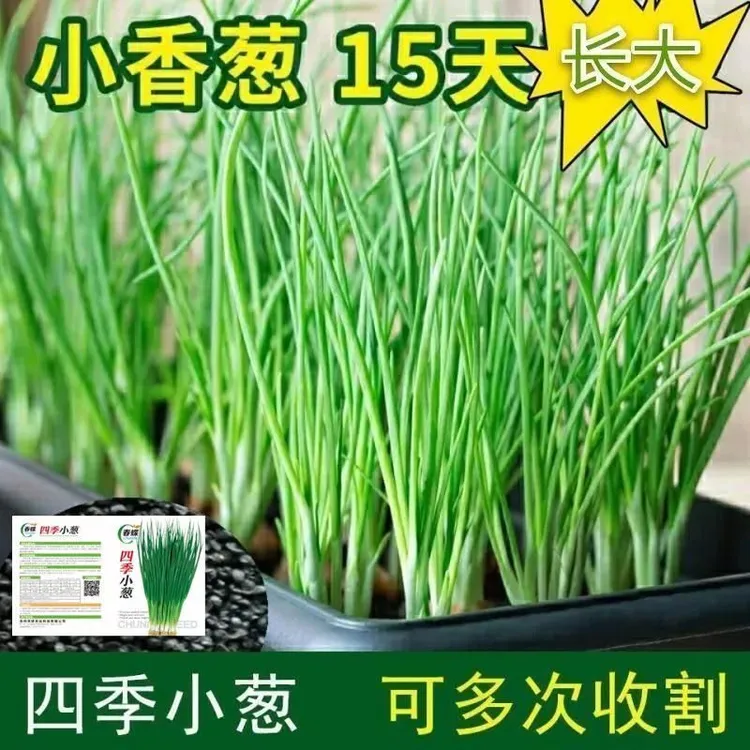 小香葱种子蔬菜种籽香葱小葱菜籽葱种四季播青菜菜种现在种秋冬季