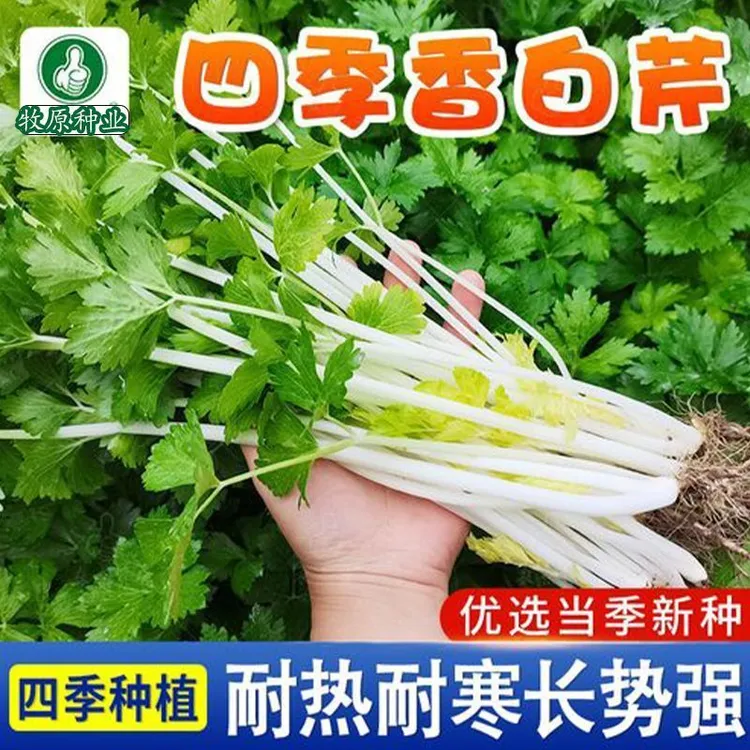四季白梗芹菜种子高产早熟芹菜种子庭院田间种植四季小香芹种子
