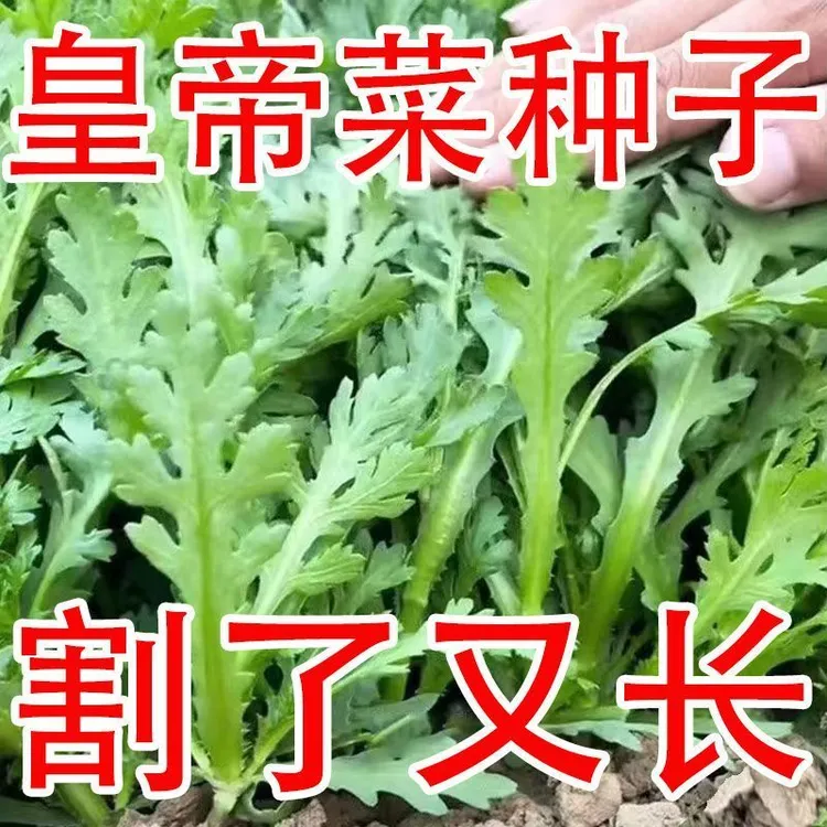 中叶茼蒿种子高产茼蒿种籽春四季播阳台盆栽蔬菜种孑皇帝菜种子