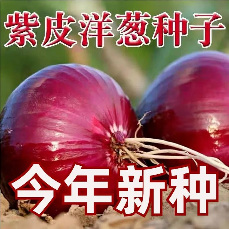 【新种上市】紫皮洋葱种子红皮黄皮圆洋葱种子四季播特大蔬菜种孑商品图