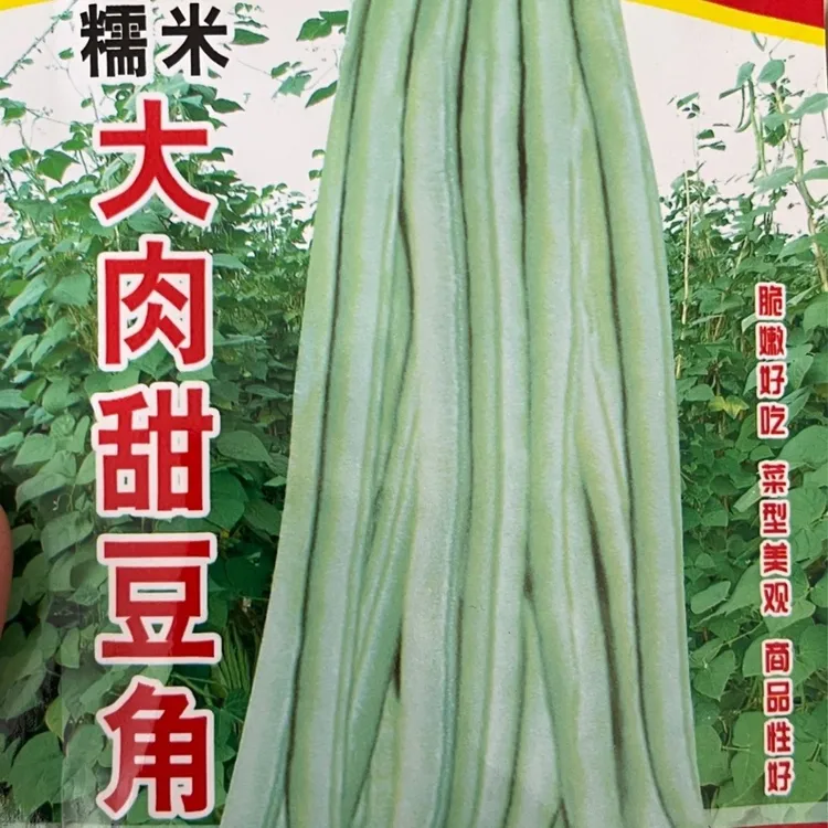 超好吃大肉糯米甜豆角种子白长豆角春夏秋播白玉长豇豆易种蔬菜孑