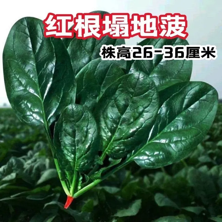 塌地菠菠菜种子塌趴地菠菜种子秋冬季耐寒籽种蔬菜越冬波菜种籽