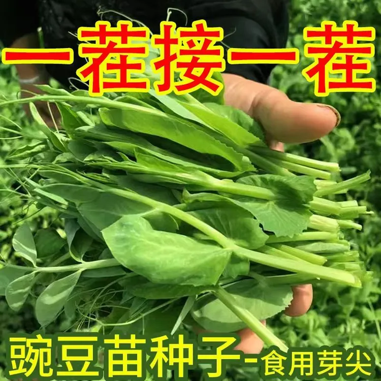 豌豆苗种蔬菜豌豆种籽尖芽苗菜种子种籽四季种植孑碗豆种碗豆吃苗