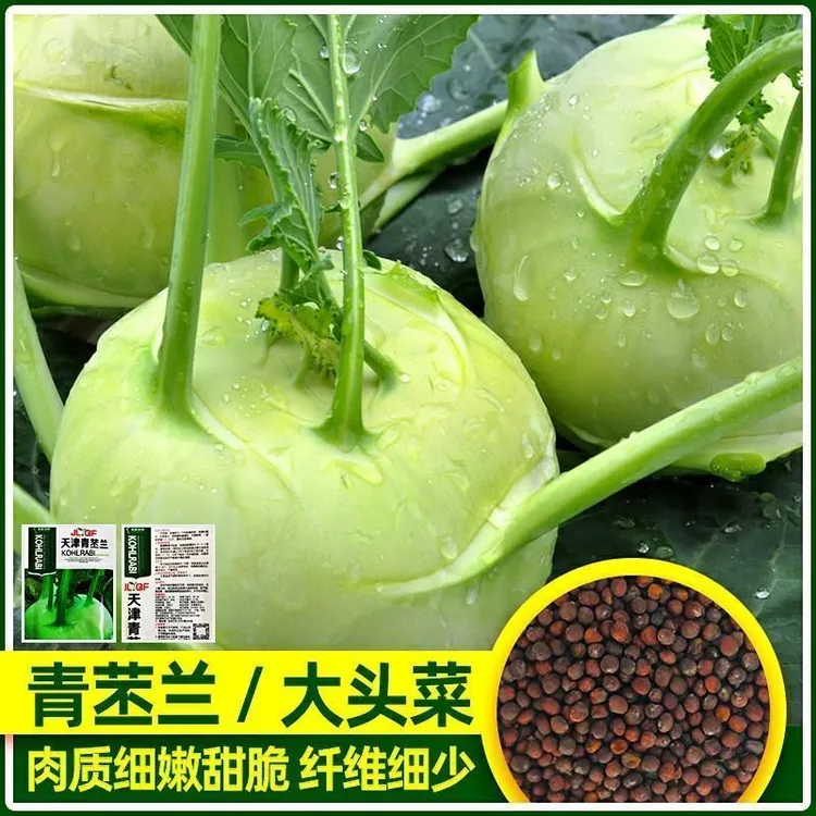 四季水果苤兰种子农科院蔬菜良种翠玉青苤蓝菜球有机皮兰蔬菜种子