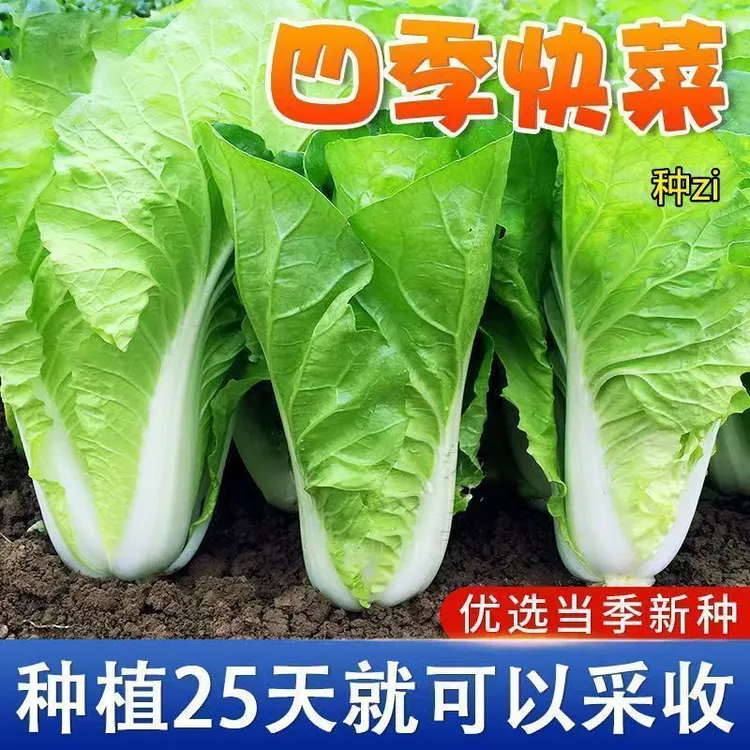 快菜奶油种孖20天成熟耐热耐高温四季速生高产小白菜种孖蔬菜种孖